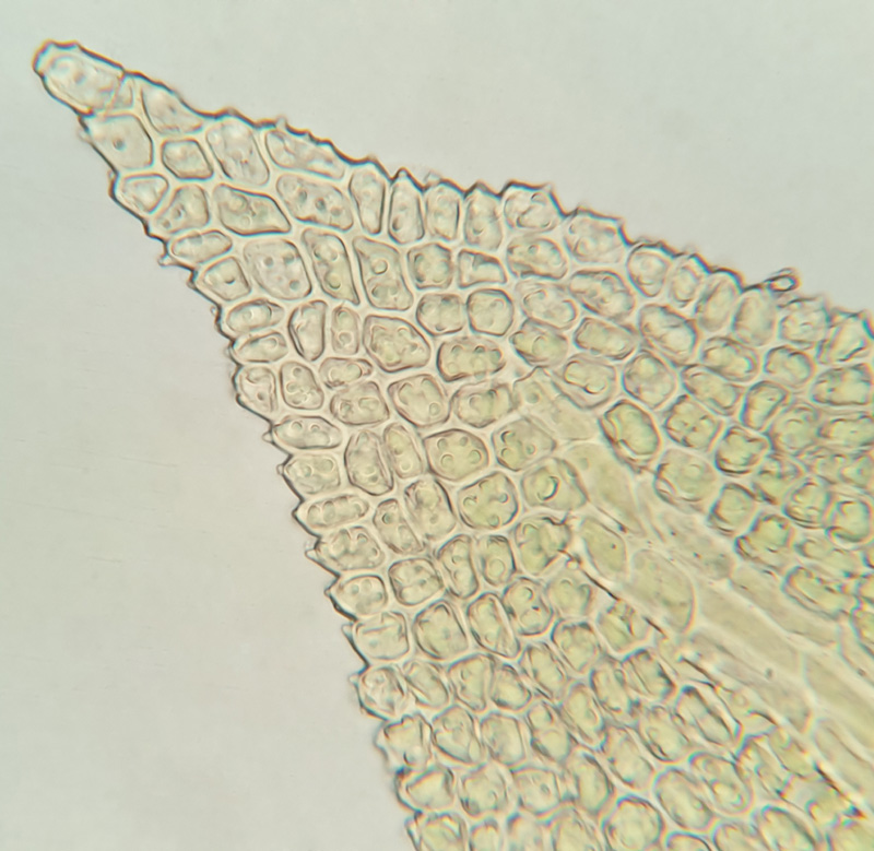 Pelekium minutulum